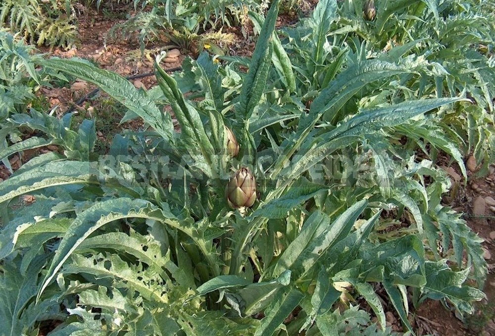 How to Plant and Care for Cynara - Artichoke. Varieties