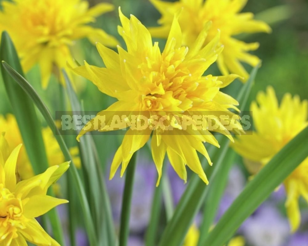 How to Plant and Care for Daffodils - Flower Varieties and Types