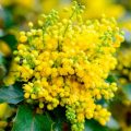 How to Plant and Care for Mahonia – 5 Best Options