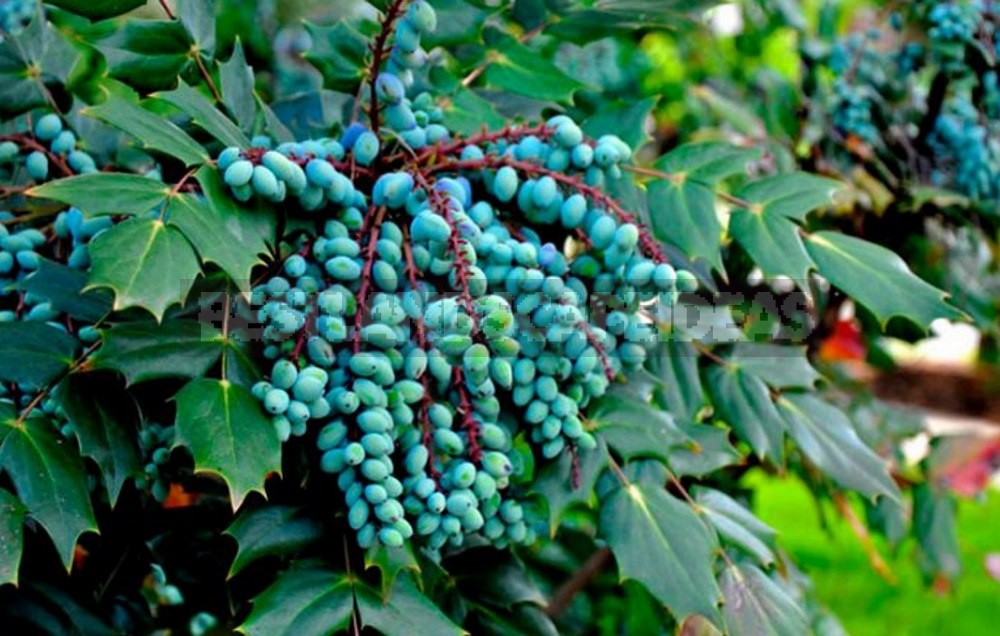How to Plant and Care for Mahonia - 5 Best Options