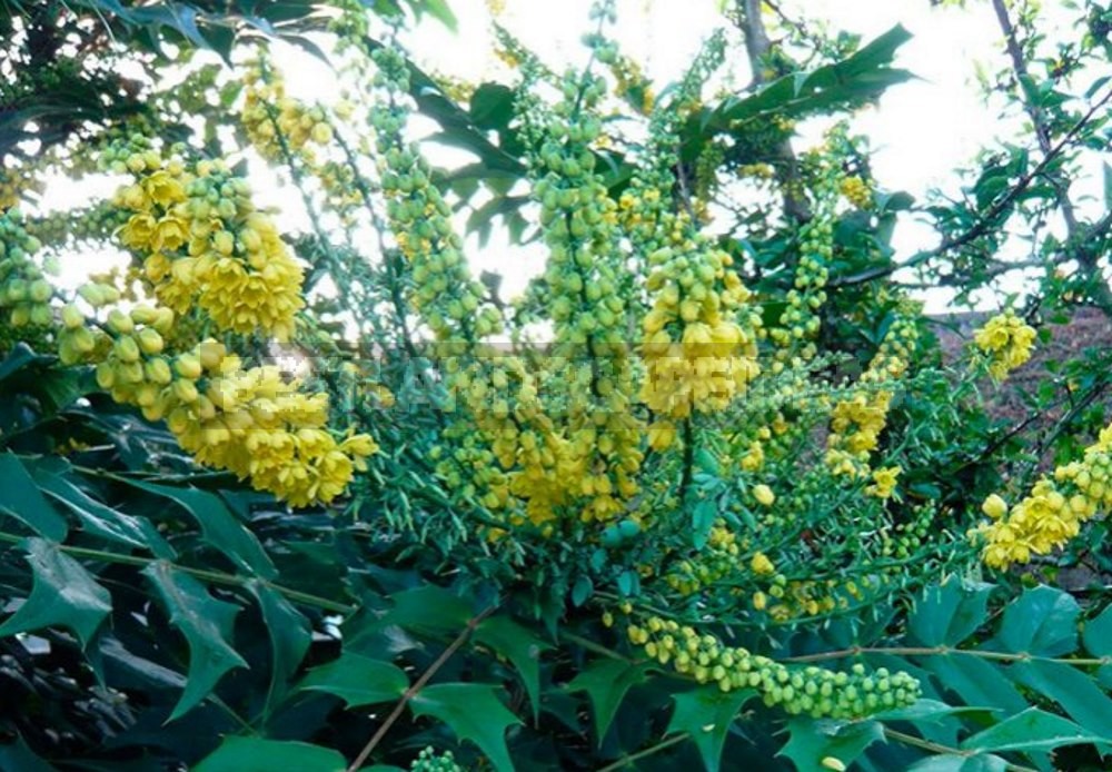 How to Plant and Care for Mahonia - 5 Best Options
