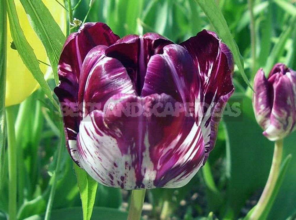 How to Plant and Care for Tulips - 15 Best Options