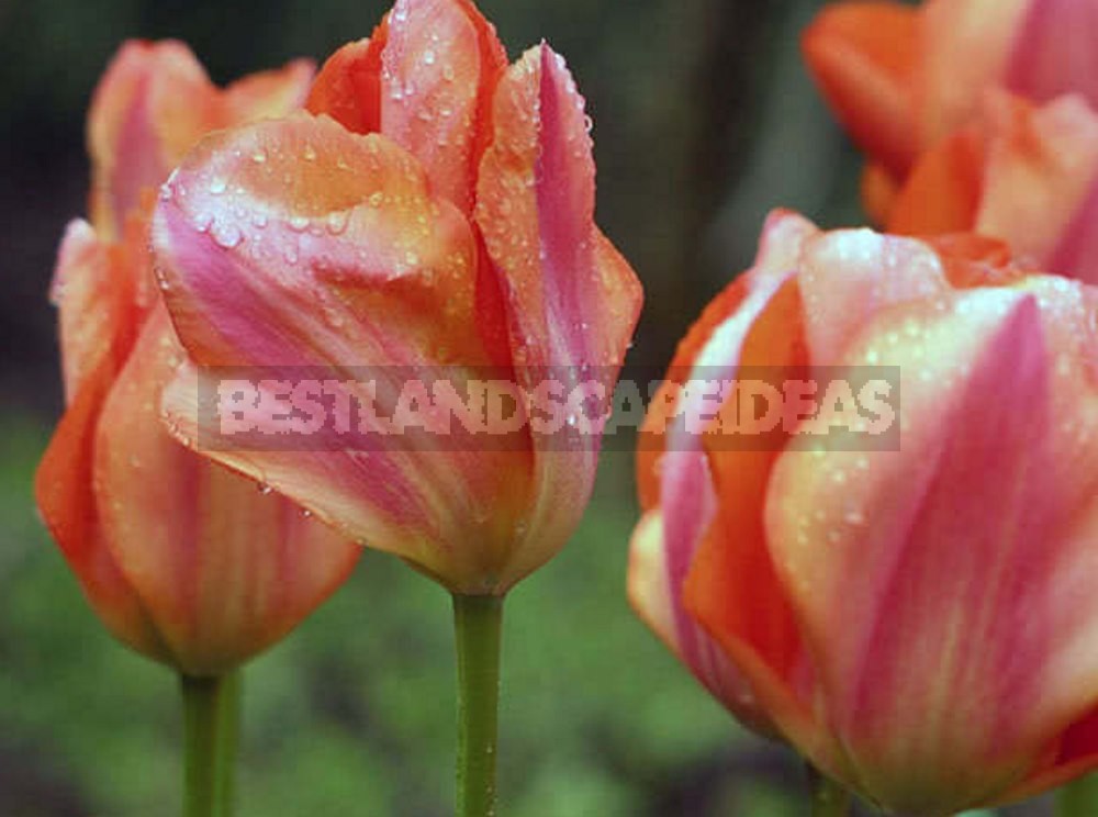 How to Plant and Care for Tulips - 15 Best Options