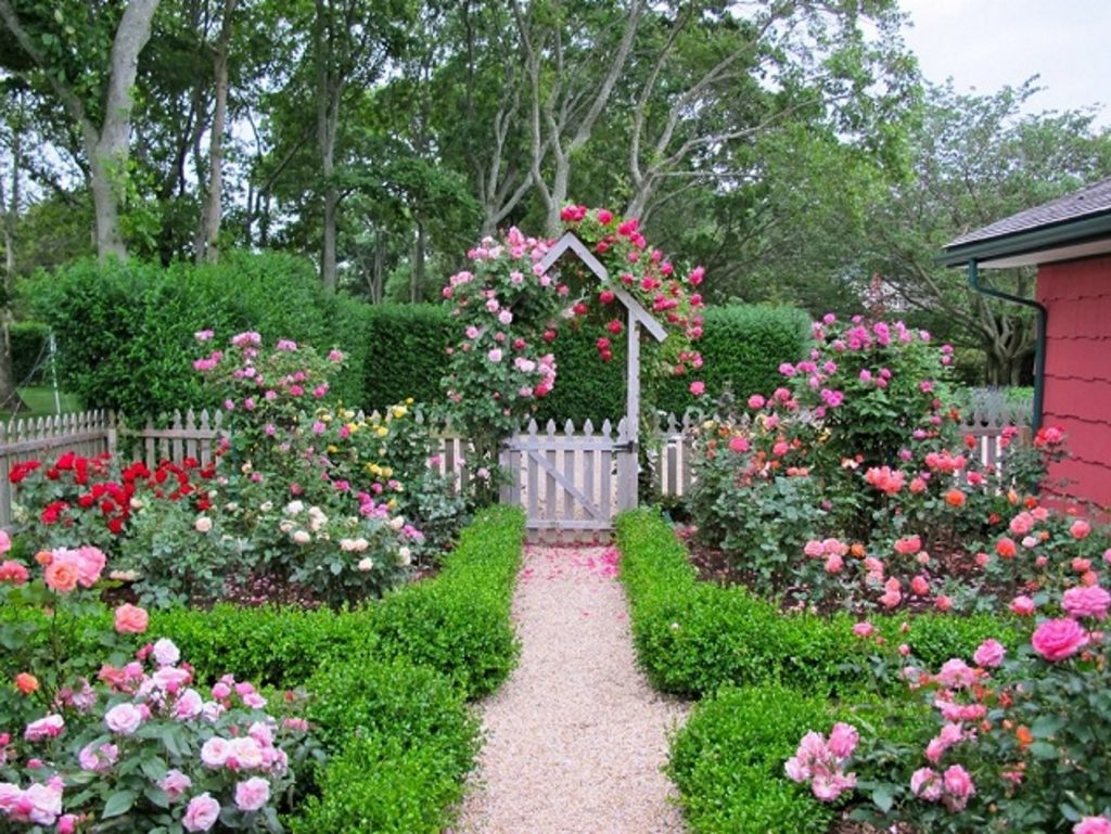 How to Create a Rose Garden. Planting Options and Selection of Roses