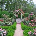 How to Create a Rose Garden. Planting Options and Selection of Roses