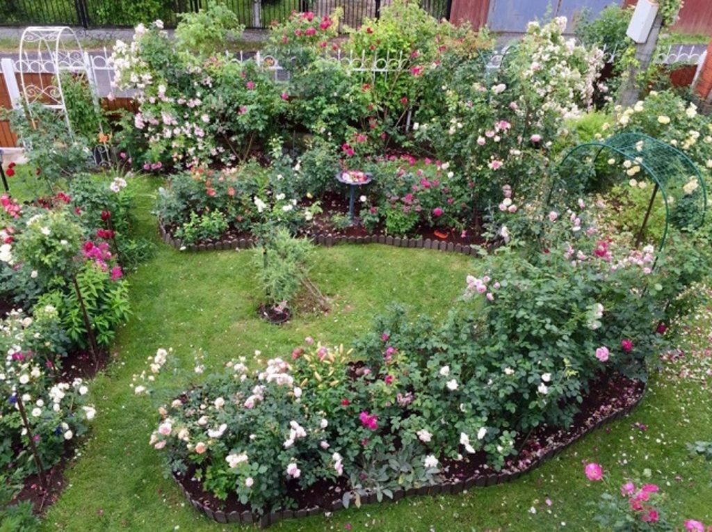 How to Create a Rose Garden. Planting Options and Selection of Roses ...