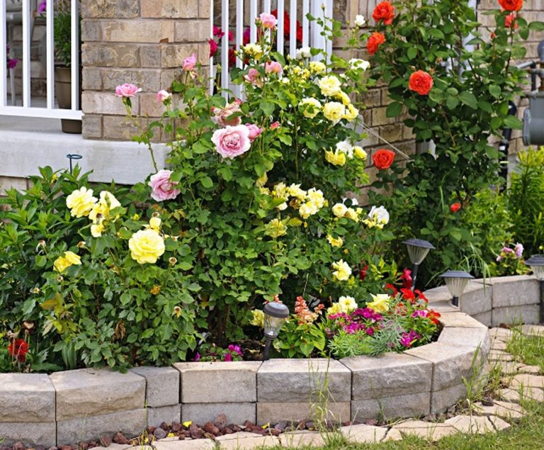 How to Create a Rose Garden. Planting Options and Selection of Roses