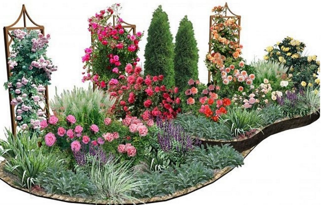 How to Create a Rose Garden. Planting Options and Selection of Roses