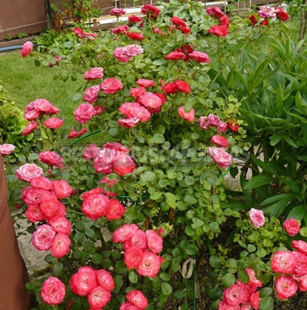 How to Create a Rose Garden. Planting Options and Selection of Roses
