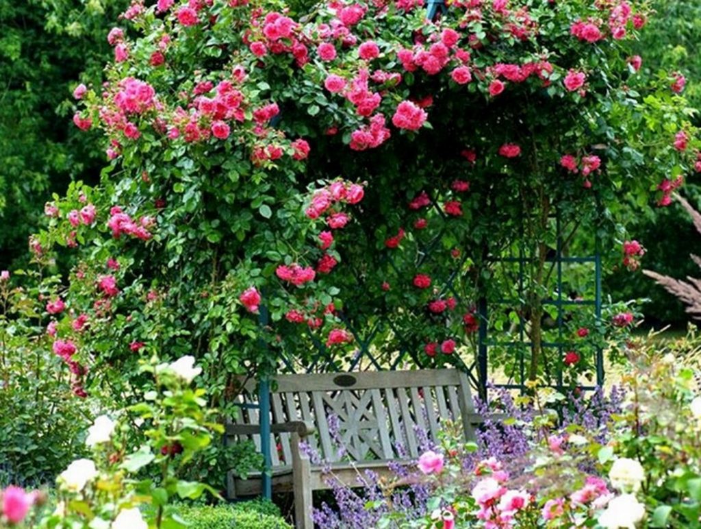 How to Create a Rose Garden. Planting Options and Selection of Roses ...