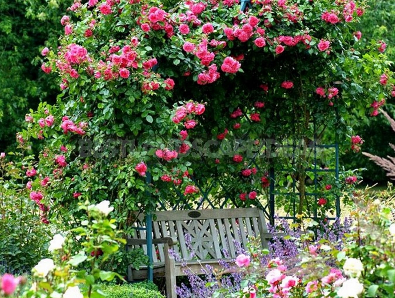 How to Create a Rose Garden. Planting Options and Selection of Roses