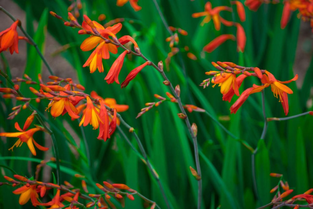 How to Plant and Care for Crocosmia. 5 Best Options