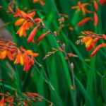 How to Plant and Care for Crocosmia. 5 Best Options