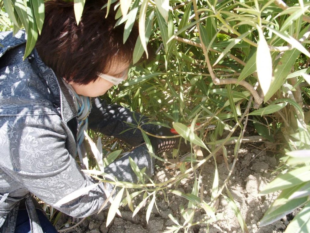 Features of Pruning Shrubs (part 4)