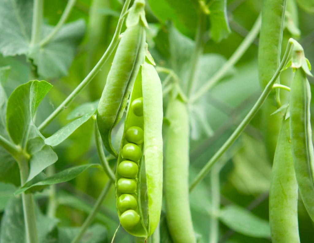 How To Plant And Care For Pisum