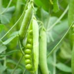 How To Plant And Care For Pisum