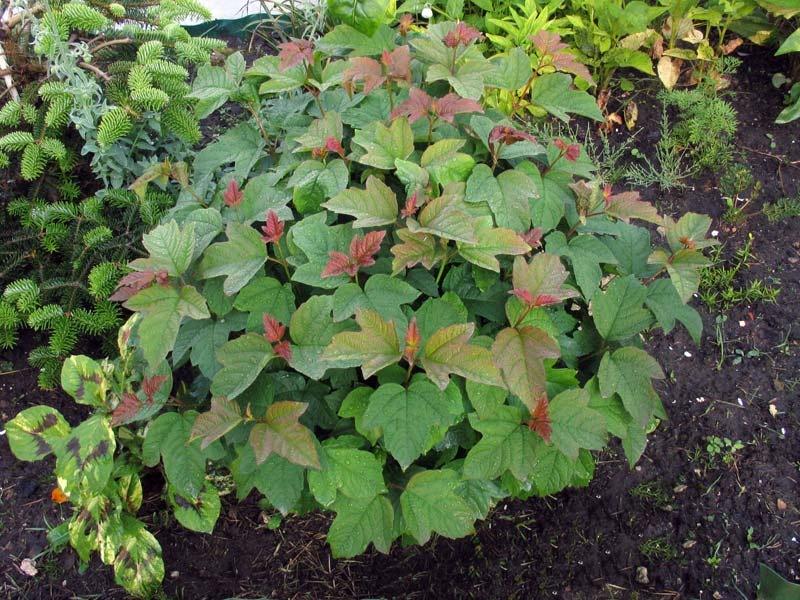 How To Plant And Care For Viburnum - 5 Best Varieties
