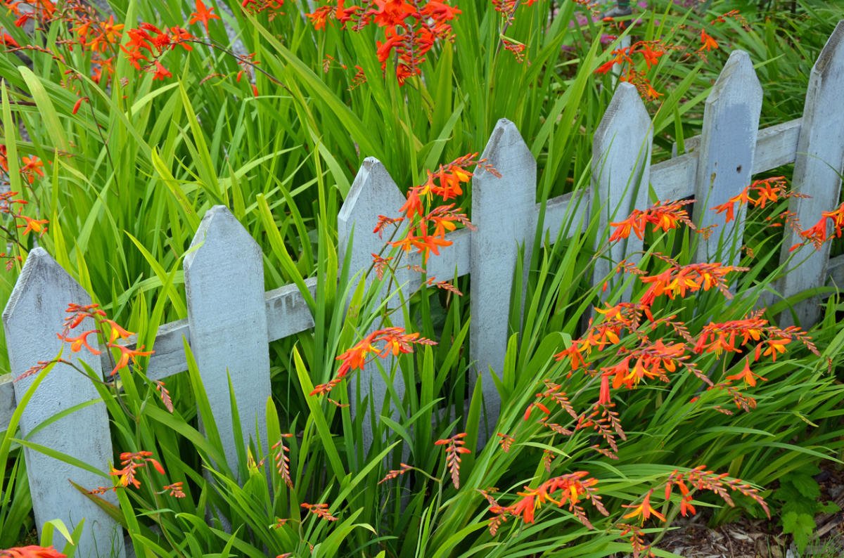 How to Plant and Care for Crocosmia. 5 Best Options