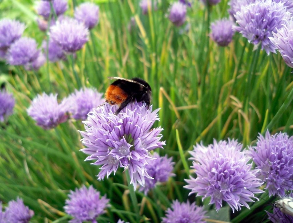 Garden Ideas Using Decorative Onions – Very Useful Herbs