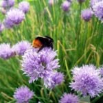Garden Ideas Using Decorative Onions – Very Useful Herbs