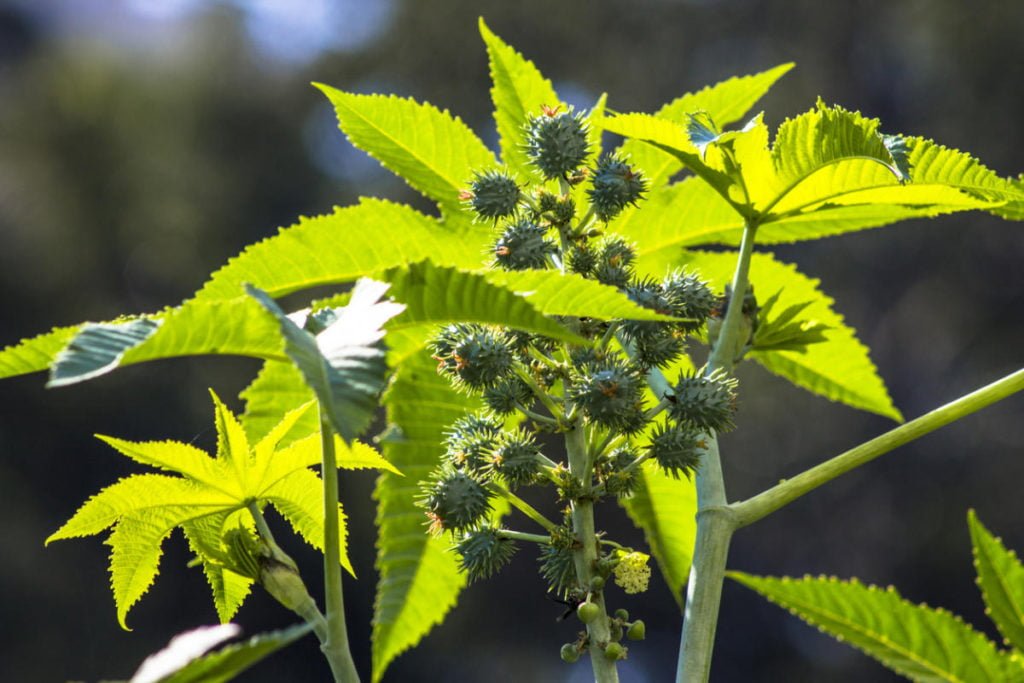 How To Plant And Care For Ricinus
