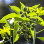How To Plant And Care For Ricinus