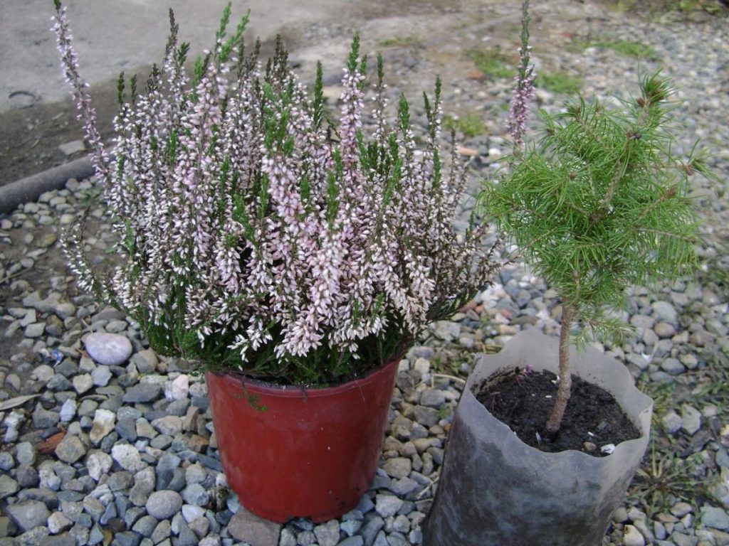 Guidelines for Selecting Seedlings and Planting Conifers