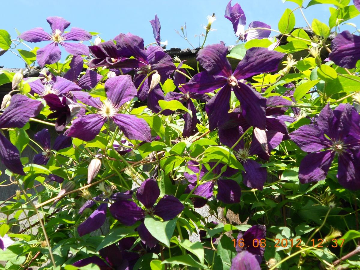 Clematis - arch with flowers