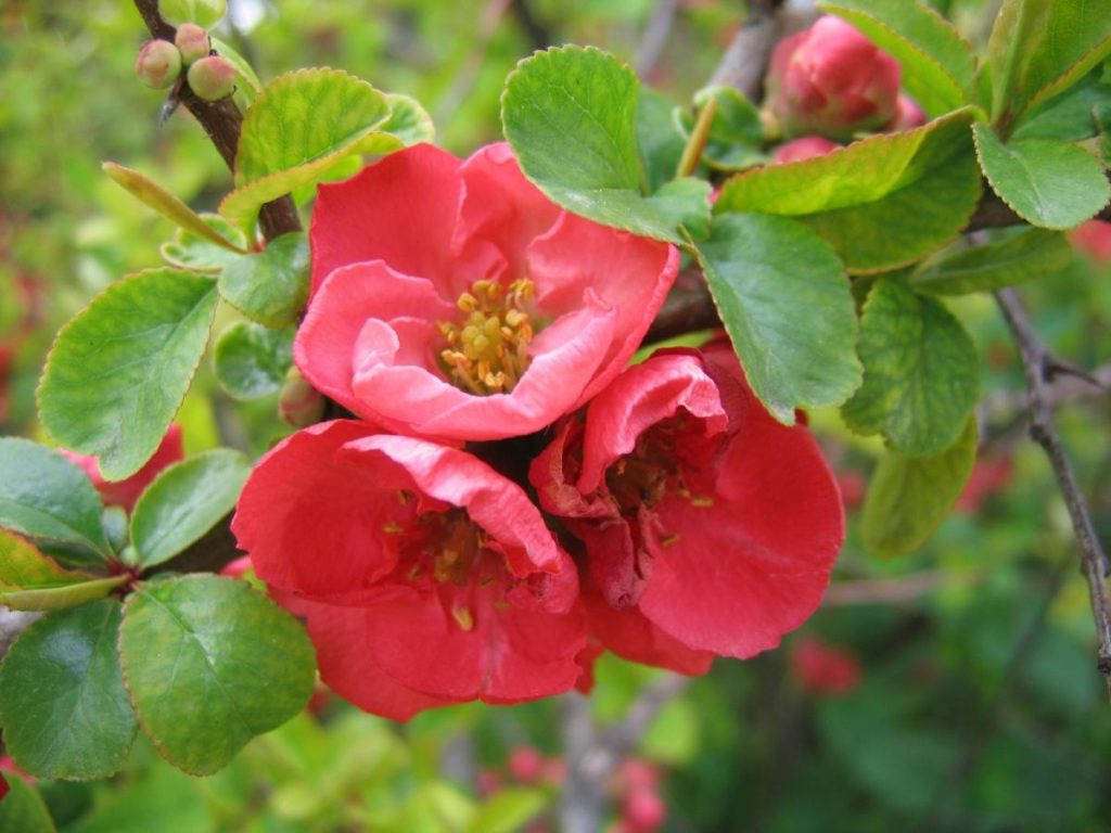 Pruning Ornamental Woody Plants