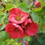 Pruning Ornamental Woody Plants