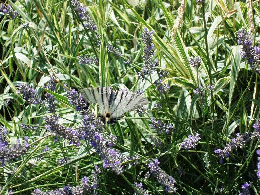 Features of Pruning Shrubs (part 3)