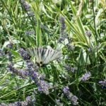 Features of Pruning Shrubs (part 3)