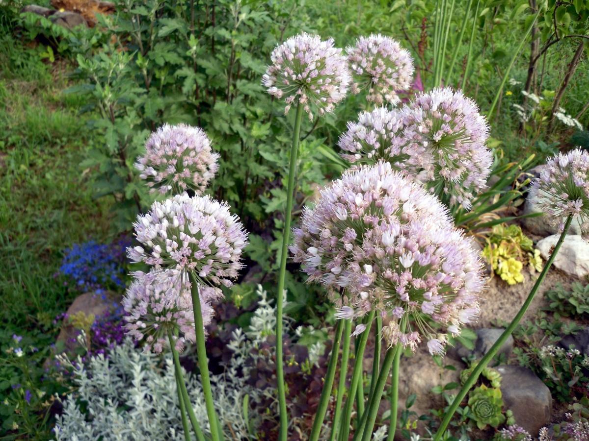 Garden Ideas Using Decorative Onions - Very Useful Herbs