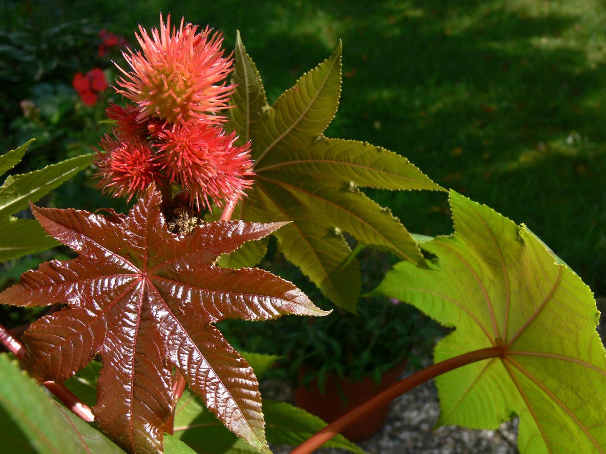 How To Plant And Care For Ricinus