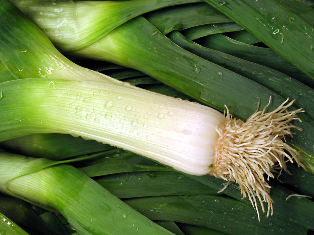 How To Plant And Care For Spicy Onion Leeks