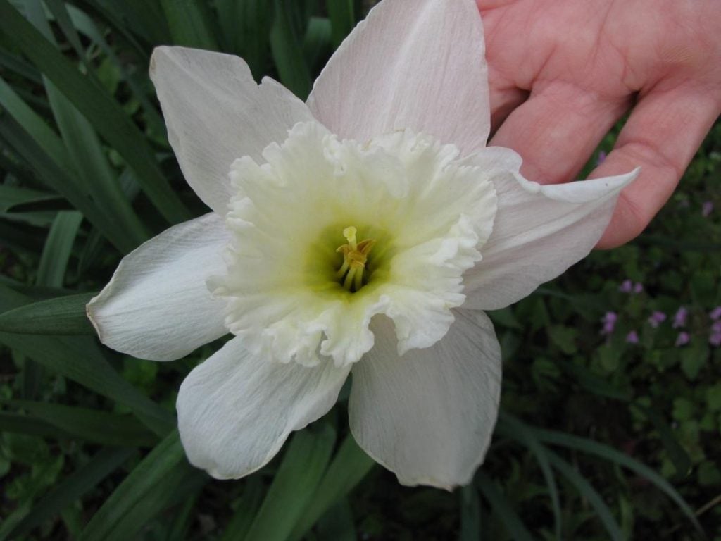 How to Plant and Care for Daffodils – Flower Varieties and Types