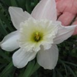 How to Plant and Care for Daffodils – Flower Varieties and Types