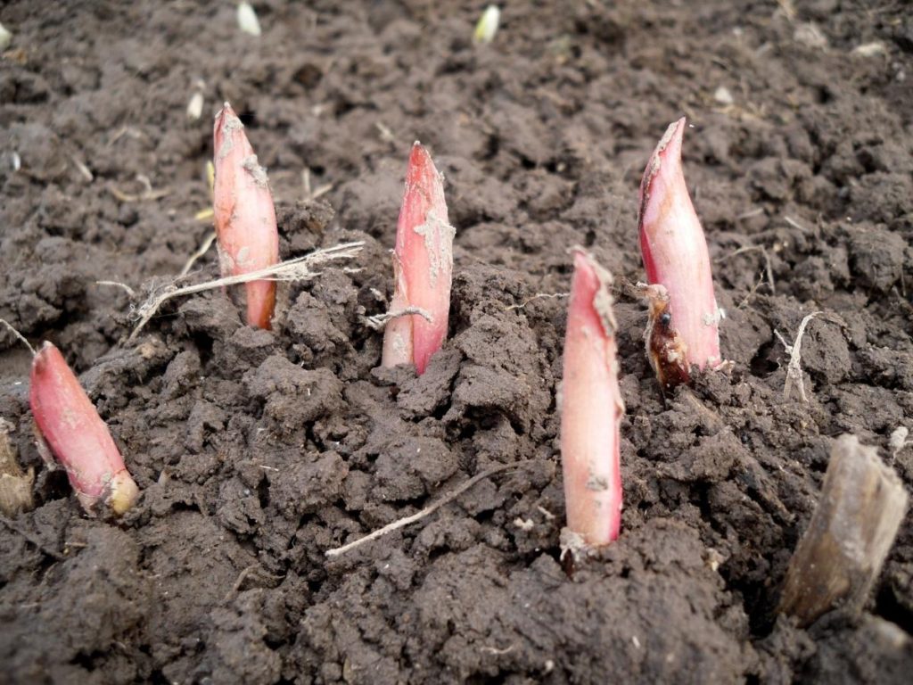 Spring transplanting Peonies