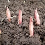Spring transplanting Peonies