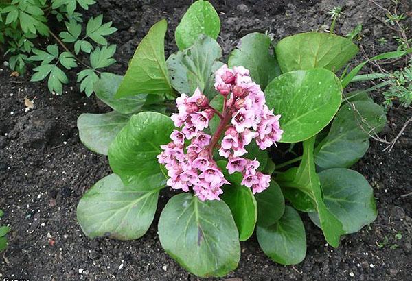 How to Plant and Care for Bergenia. Types and Features