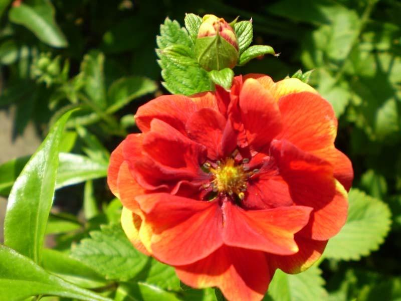 How To Plant And Care For Potentilla