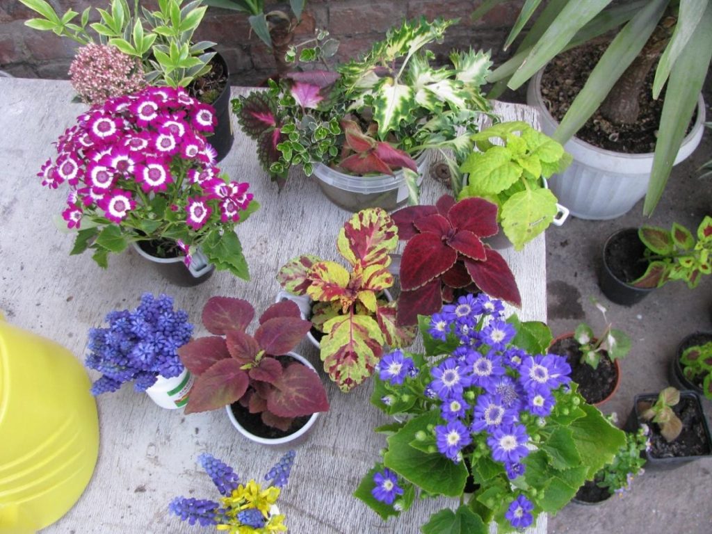 General Guidelines when Planting Flower Seedlings