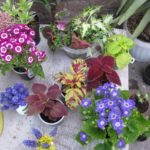 General Guidelines when Planting Flower Seedlings