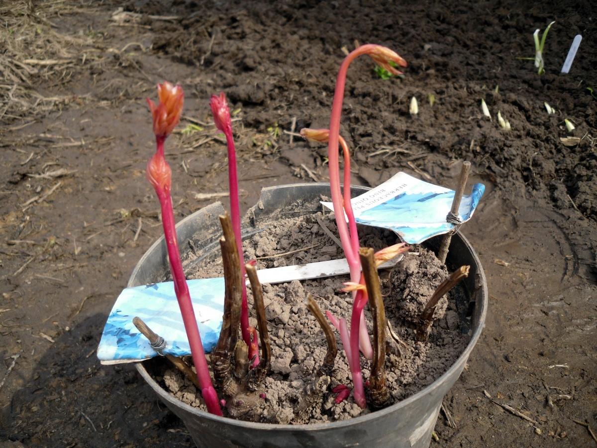 Spring transplanting Peonies