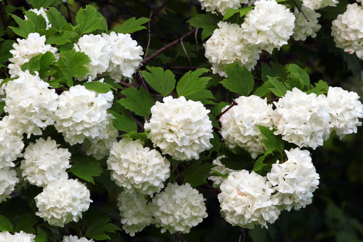 How To Plant And Care For Viburnum - 5 Best Varieties