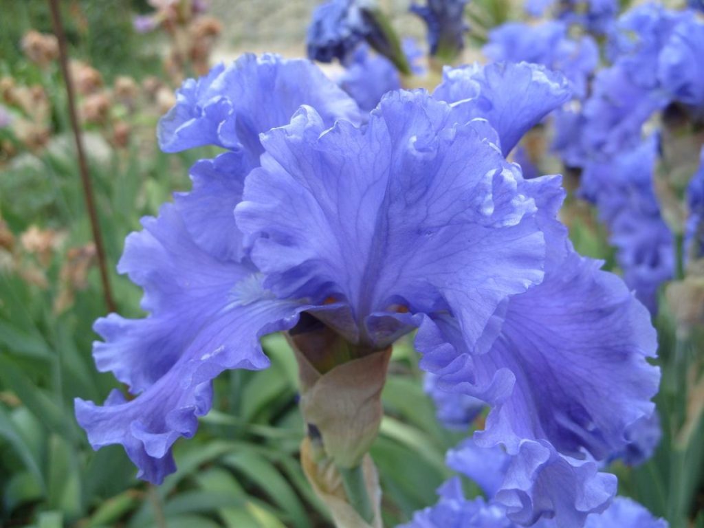 Iris – the king of art Nouveau