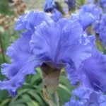 Iris – the king of art Nouveau