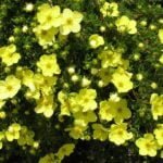 How To Plant And Care For Potentilla