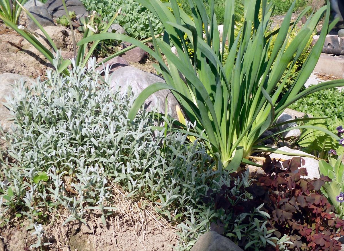 Garden Ideas Using Decorative Onions - Very Useful Herbs