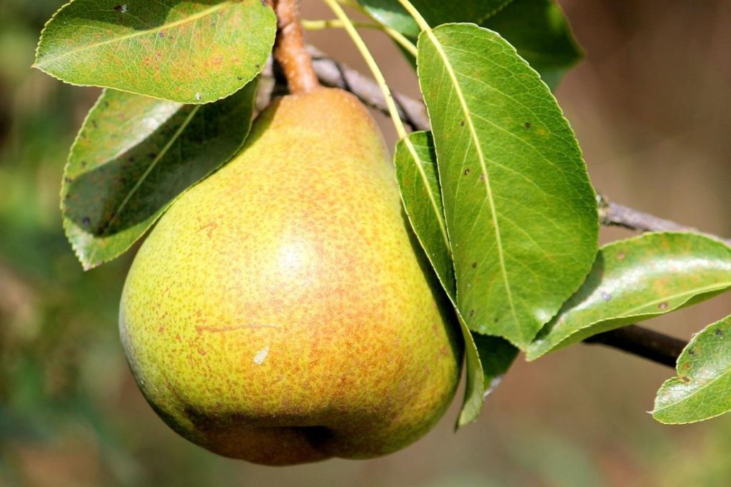How To Plant And Care For Pear